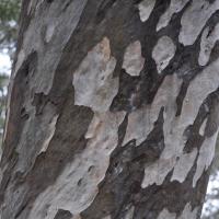 Brittle Gum